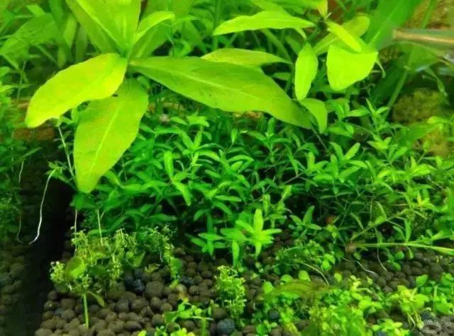 世界上有各种各样的树你听说过,世界上最美的树的排名