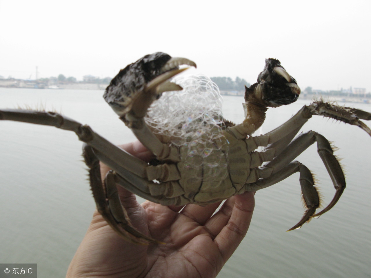 国庆节最火的不是大闸蟹,而是这张纸!一张纸让螃蟹变“期货”!