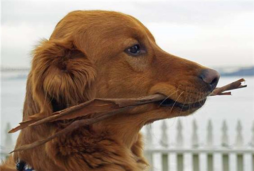 6岁小男孩被疯狗咬伤仅13天离世，专家建议：狂犬疫苗越早打越好