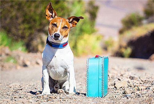 狗狗排尿次数少你还在偷偷乐？省事背后的健康隐患不容忽视