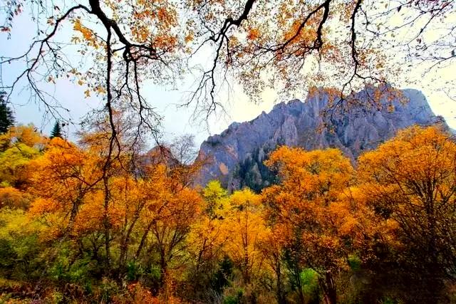 甘南秋天,甘南州的秋天