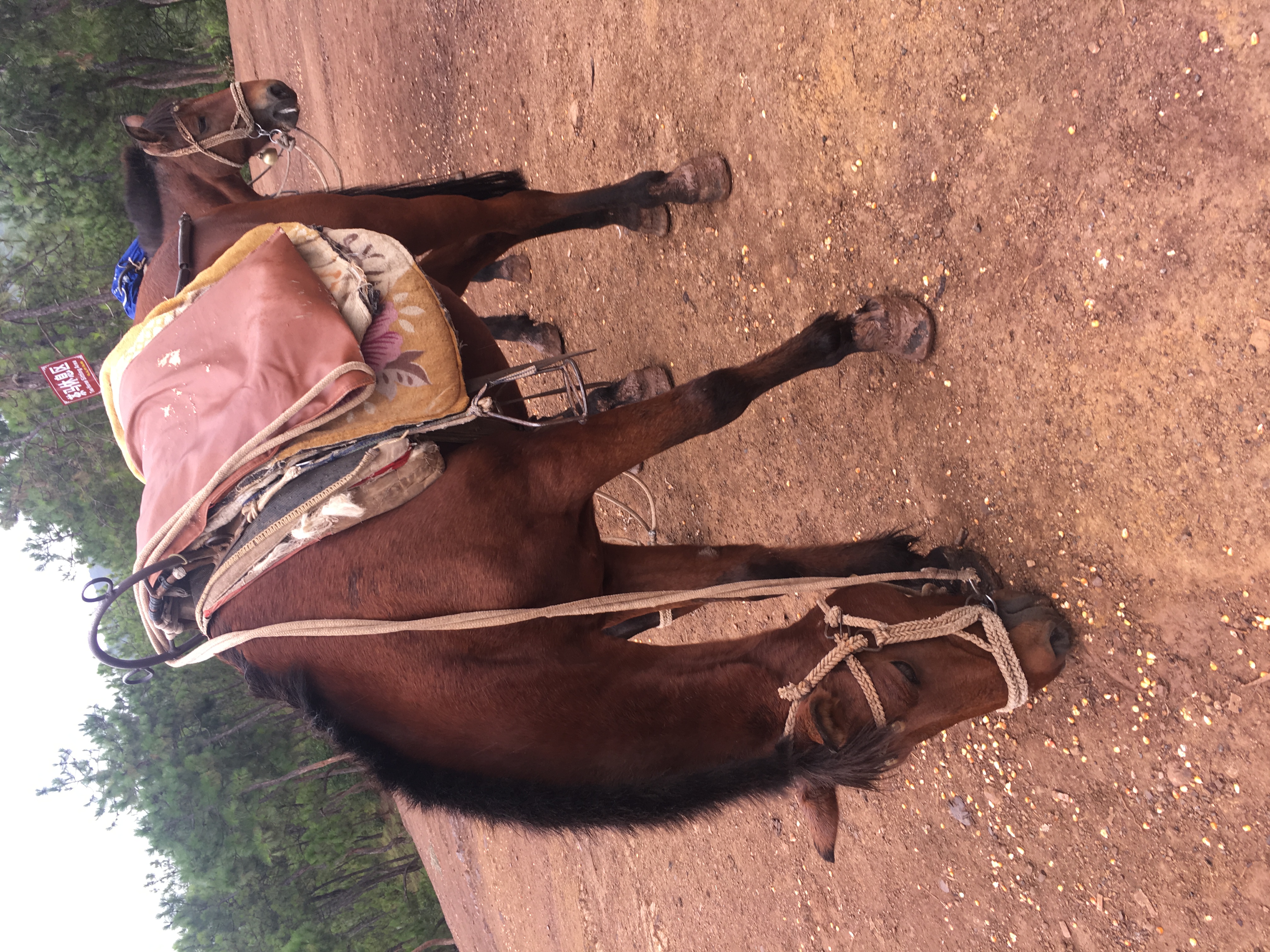 丽江旅游拉市海攻略,丽江拉市海怎么样值得旅游吗