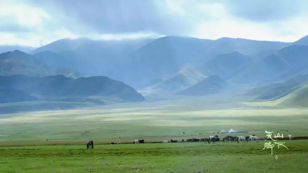 *疆新**，你除了牛羊还有什么？