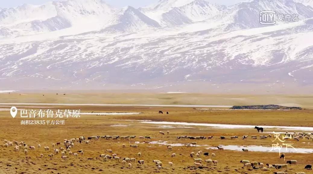 *疆新**，你除了牛羊还有什么？