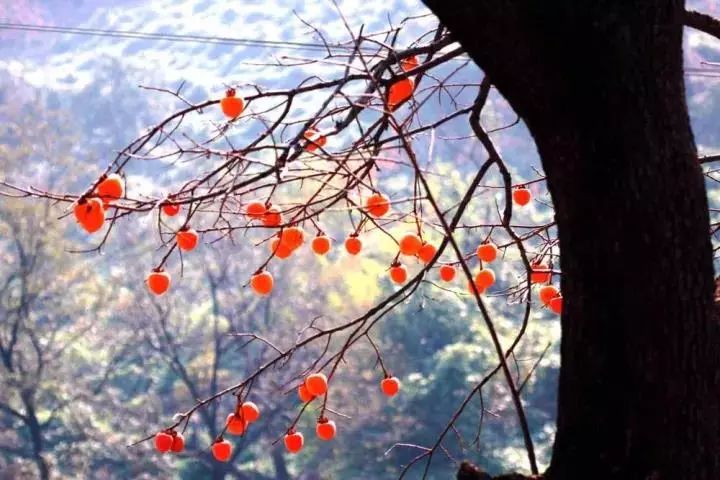 万仙山郭亮村2018门票,不去郭亮村去万仙山哪好玩