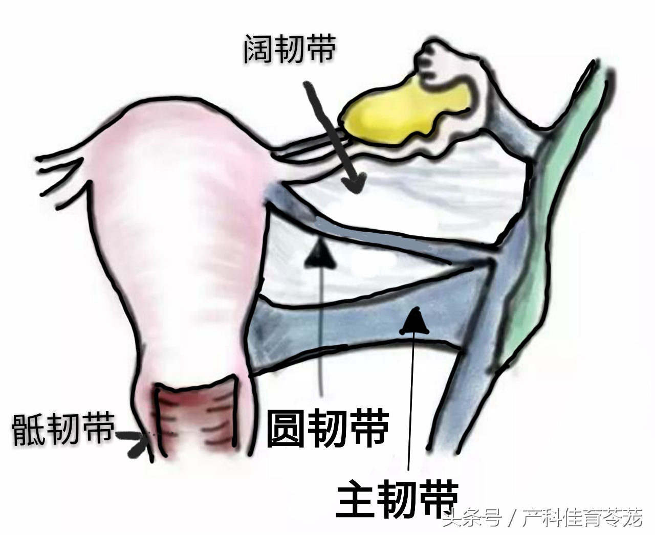 子宫别随便切，以后可能会憋不住尿哦