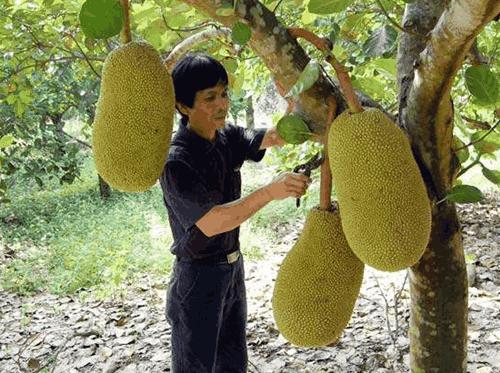 剥菠萝蜜怎么剥的又快又好,菠萝蜜怎么剥出来是完整的