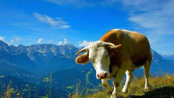 贝拉米奶粉哪段营养更全面,澳洲贝拉米奶粉和a2哪个好