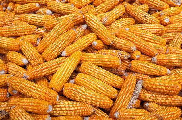 霉玉米喂猪有什么危害,刚下来的新玉米能喂猪吗