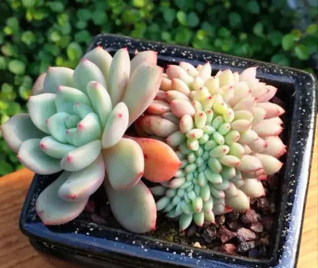 多肉煤烟病用多菌灵有用吗,多肉黑霉病喷多菌灵好用吗