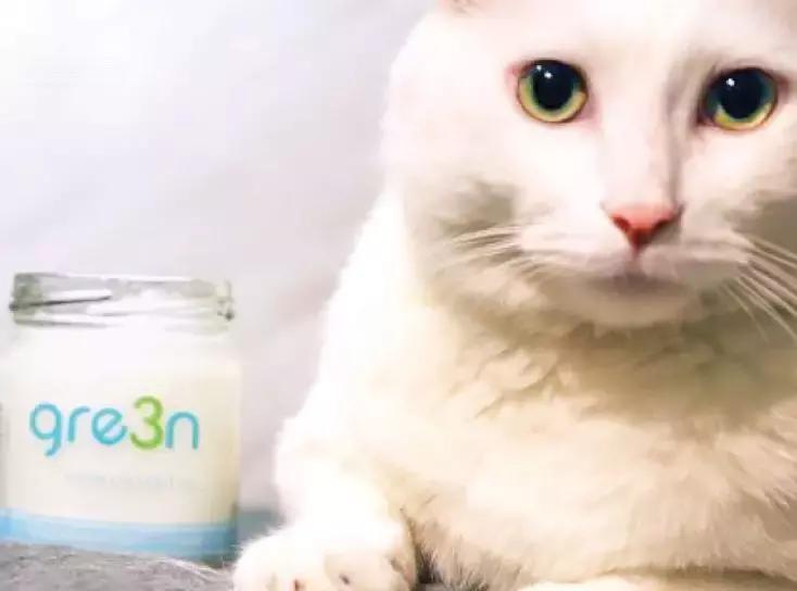 猫狗得了皮肤病,猫狗得病不好治