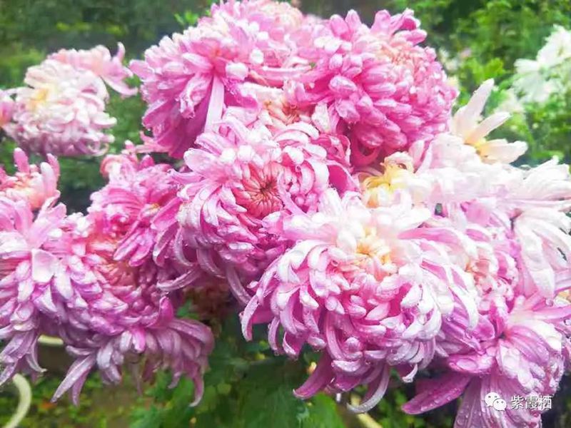 国庆云南周边旅游景点推荐,国庆去云南旅游景点有哪些要求