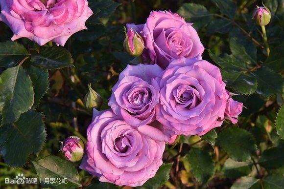 蓝紫色月季品种,39种紫藤品种