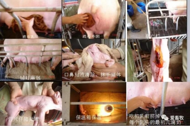 母猪的分娩与接产操作方案,母猪生产与分娩计划表