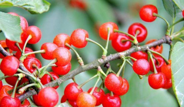 火箭樱桃和巨人樱桃是一个品种吗,特大早熟樱桃秦樱1号樱桃品种