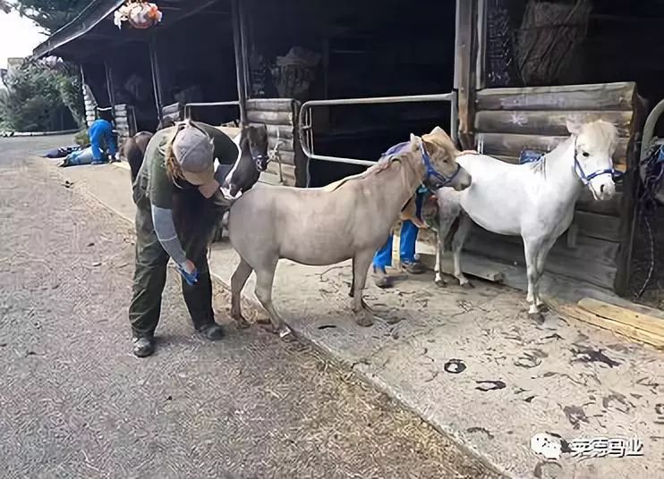 242匹新西兰优骏飞抵，莱德进口马数量与质量稳居全国同行第一！