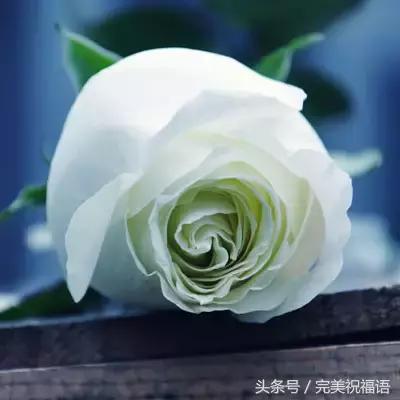 十一送鲜花,十一朵玫瑰送朋友