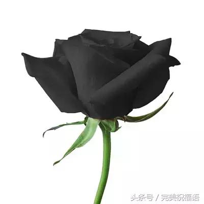 十一送鲜花,十一朵玫瑰送朋友