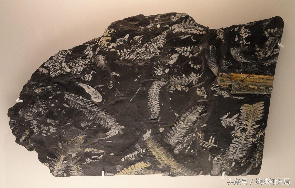 蜻蜓比盆大,蜘蛛脸上挂,远古巨虫要称霸——可以!地球知识局