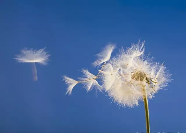 摄影技巧大揭秘如何拍出绝美照片,提高照片质感掌握这9个摄影技巧