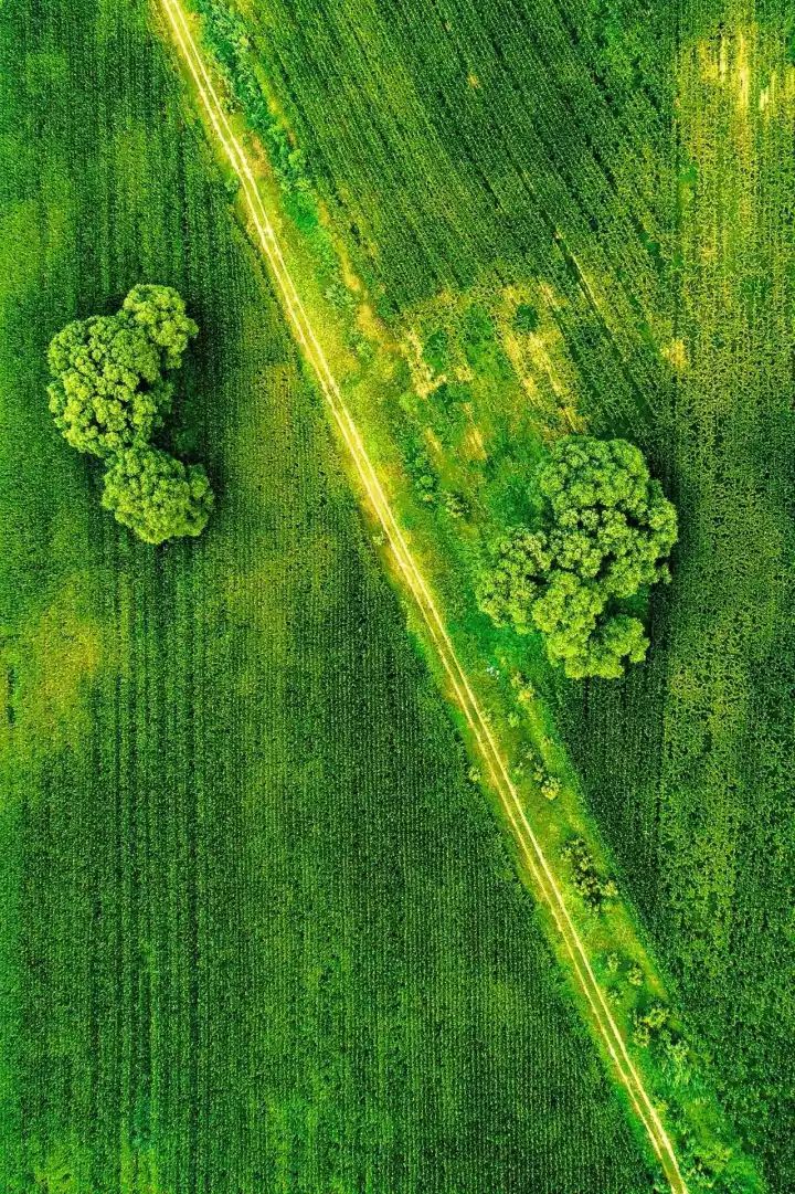 什么是中国传统文化,什么是中国文化