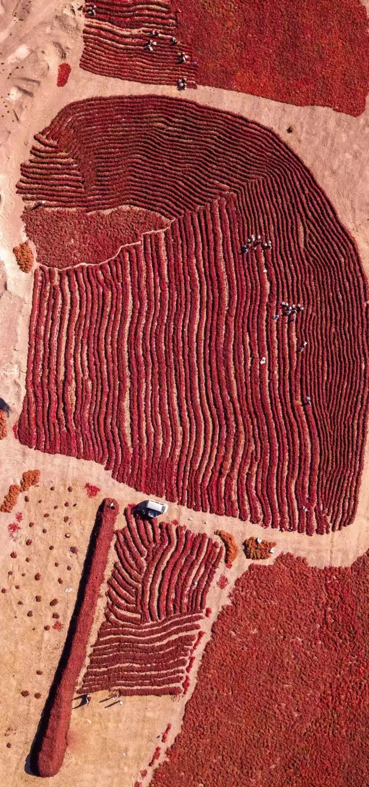 什么是中国传统文化,什么是中国文化