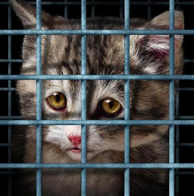 怎样防止网上买猫上当受骗,网上买猫一定不靠谱么