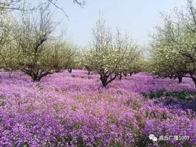 项王故里二日游,江苏宿迁项王故里两日游