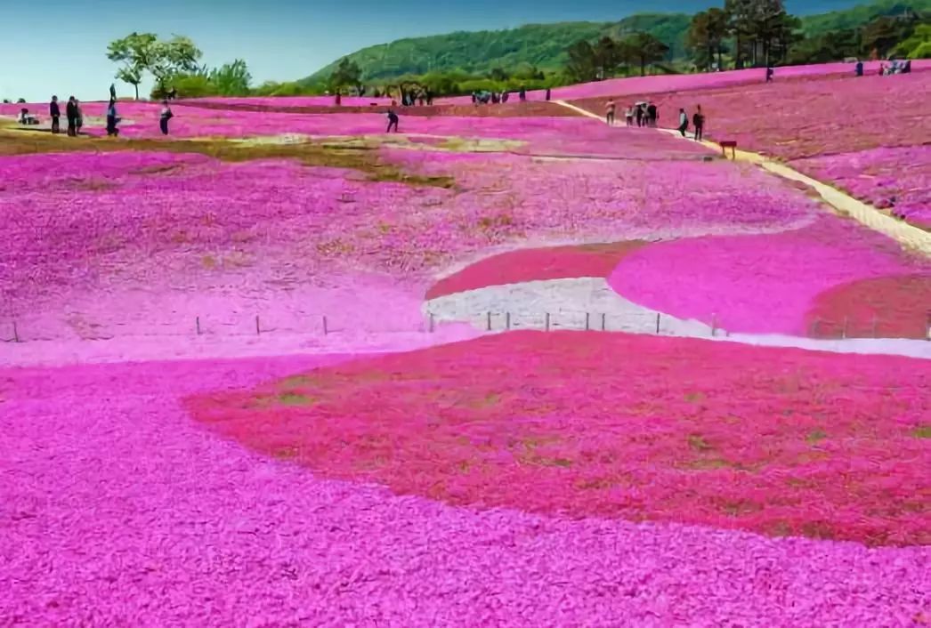 日照花仙子风景区现在能去吗,日照花仙子旅游景区2024年开放吗