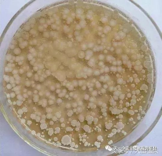 枯草芽孢杆菌不能和哪些肥料使用,枯草芽孢杆菌不能和什么药使用