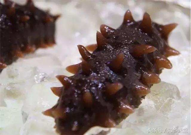 海参产地大揭秘哪里海参最好,大连海参品牌前十名旺岛海参