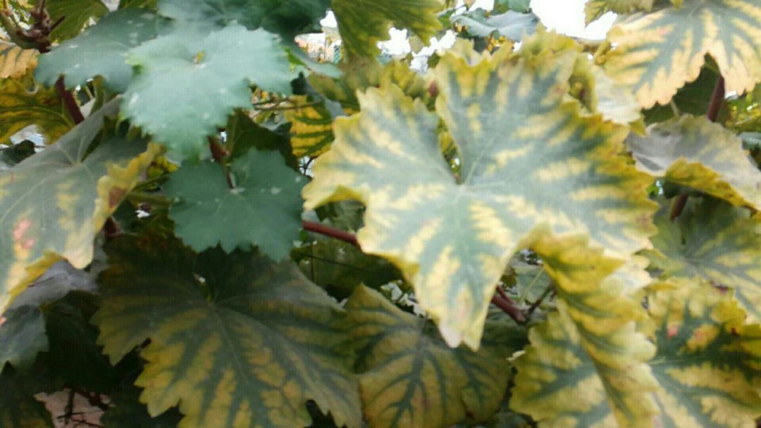 葡萄转色技术视频教程,葡萄转色期有什么禁忌