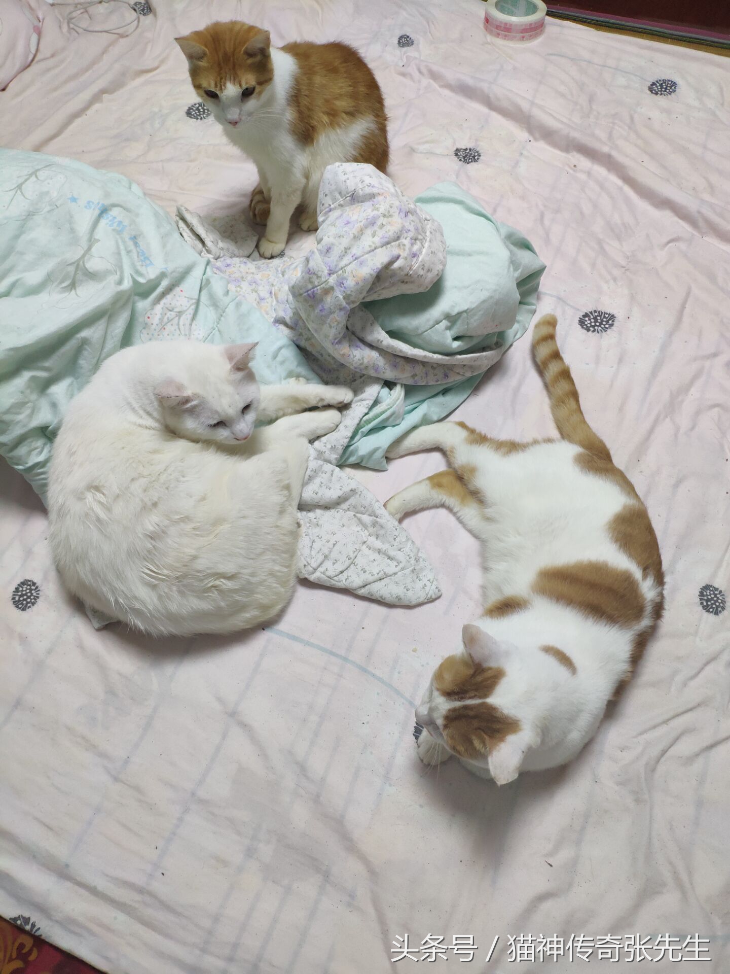 猫狗发生疾病如何处理,猫狗急救知识大全