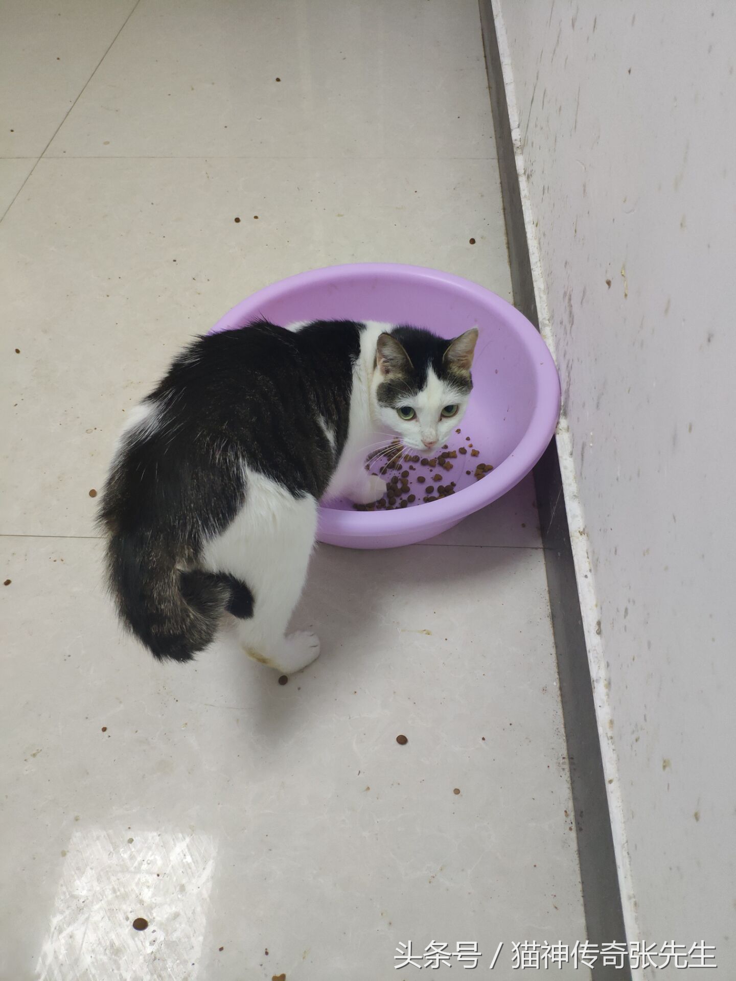 猫狗发生疾病如何处理,猫狗急救知识大全