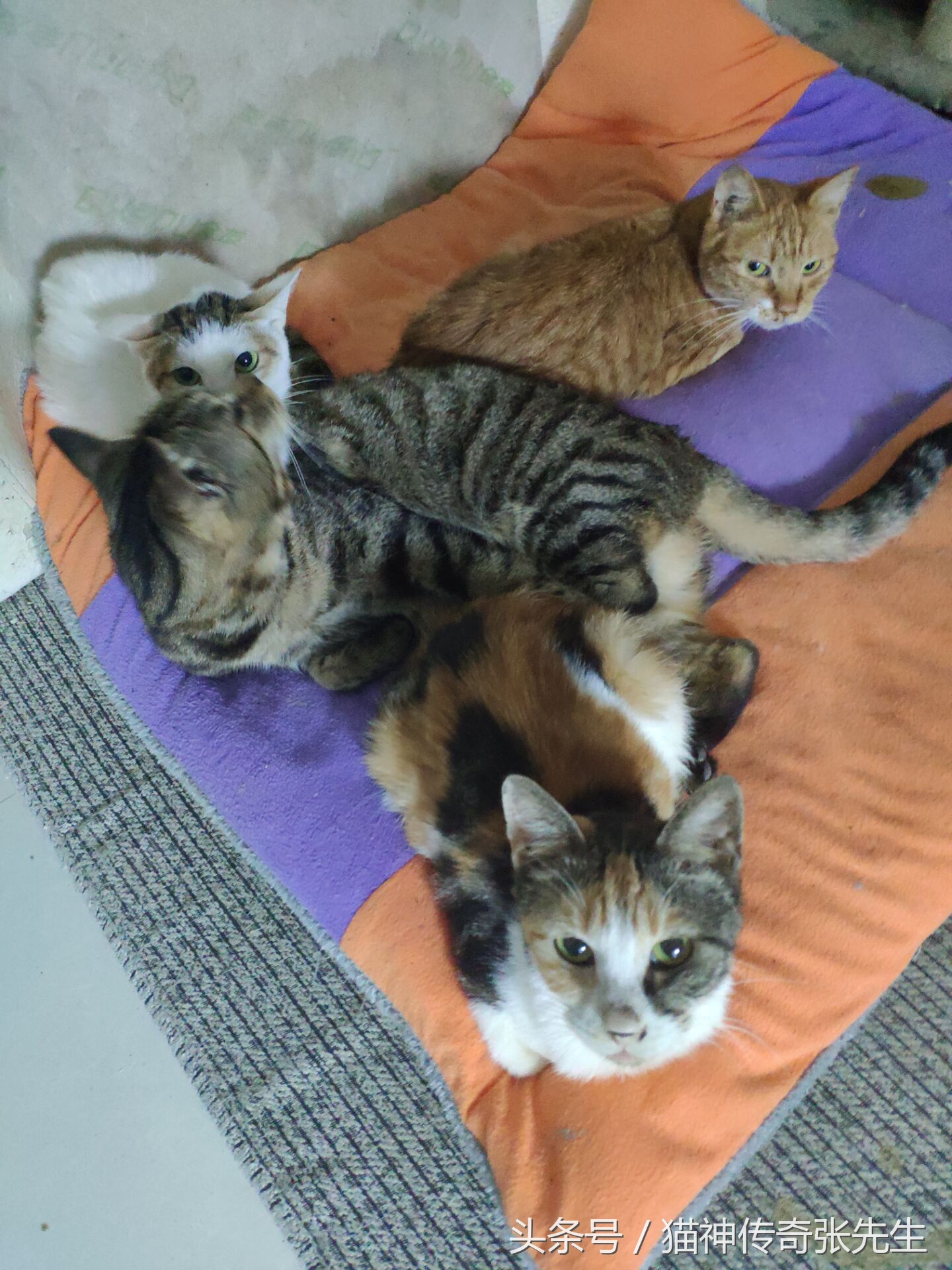 猫狗发生疾病如何处理,猫狗急救知识大全