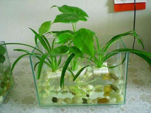 水培植物烂根怎么补救,水培植物烂根怎么补救视频