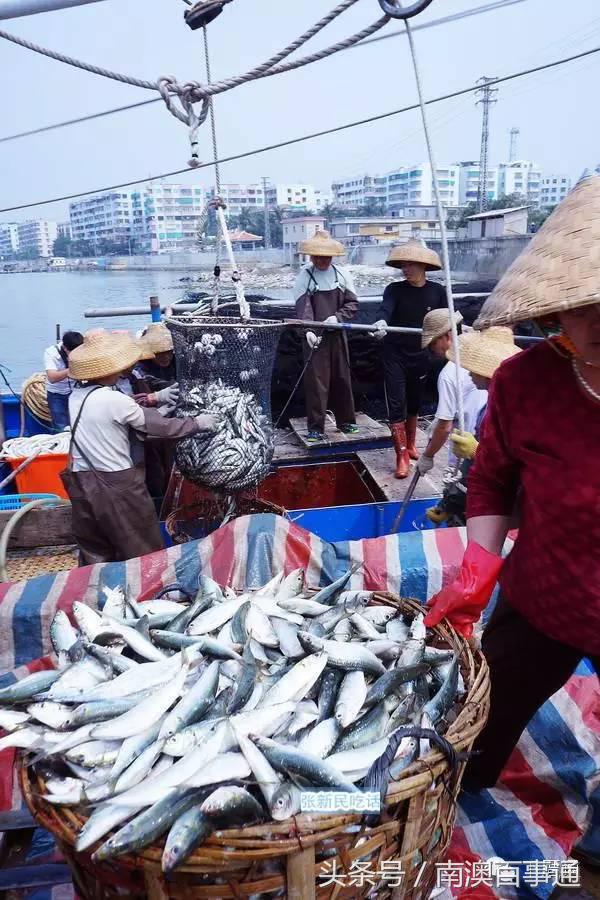 潮汕说的熟鱼和巴浪鱼有什么区别,巴浪鱼只有闽南粤东才有吗