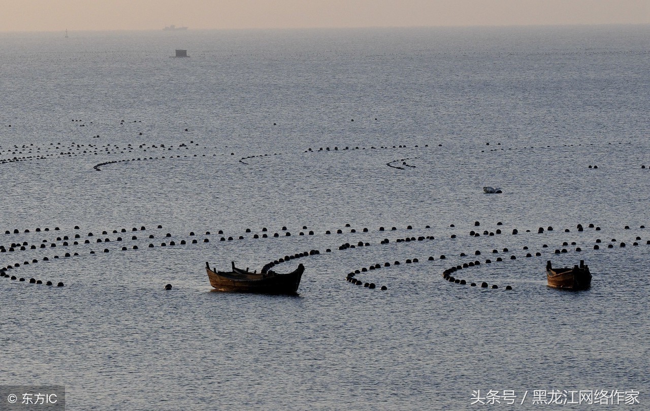 秋收__萧红故居后花园耕种记（作者：左秀云）