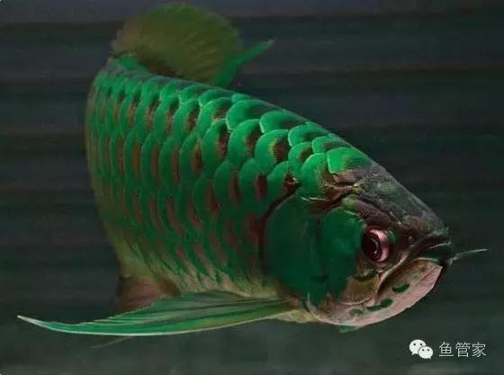 新手养凶猛的鱼推荐龙鱼,如何养好龙鱼小视频