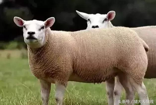这么多羊看看你养的是哪一种?其他的你又认识几种?