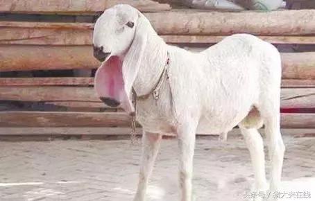 这么多羊看看你养的是哪一种?其他的你又认识几种?