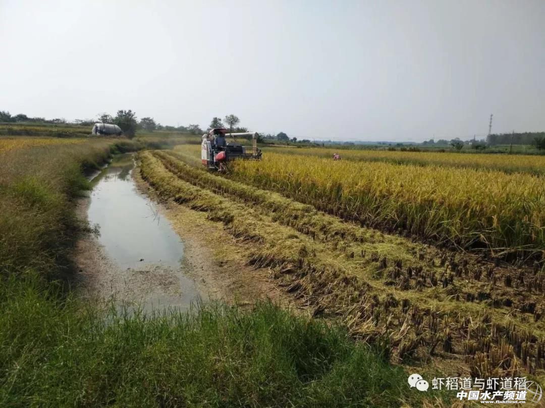 10月底虾塘育苗塘上水后的管理,10月份小龙虾田怎样管理