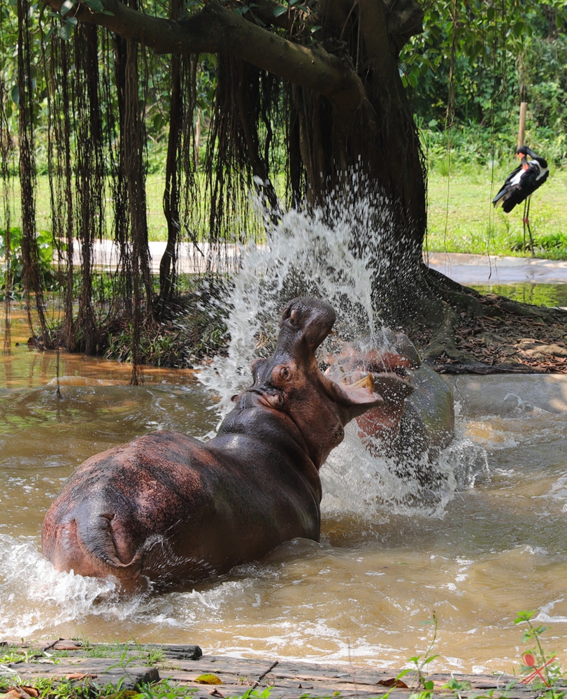 广州长隆乐园最全游玩攻略,广州长隆乐园旅游攻略三天两夜
