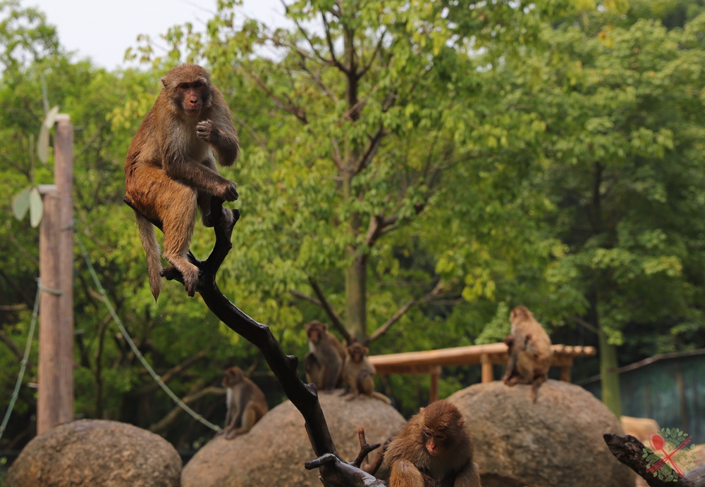广州长隆4大乐园几天可以耍完,广州长隆野生动物世界国庆门票