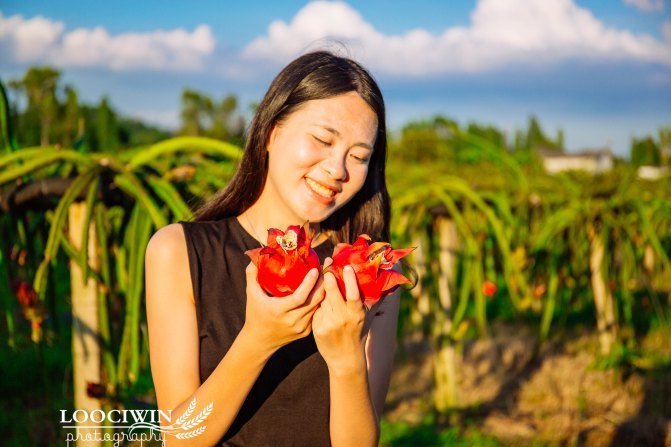 第一次采摘火龙果的体验,高明采摘火龙果