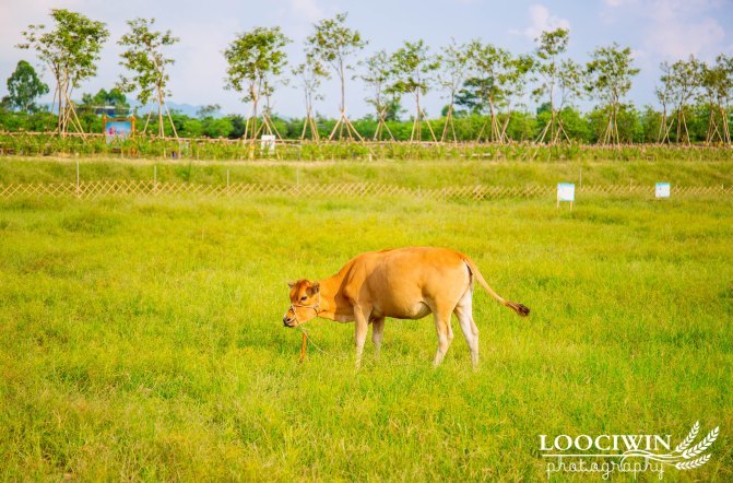 第一次采摘火龙果的体验,高明采摘火龙果