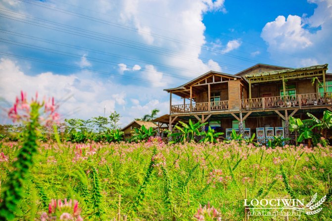 第一次采摘火龙果的体验,高明采摘火龙果