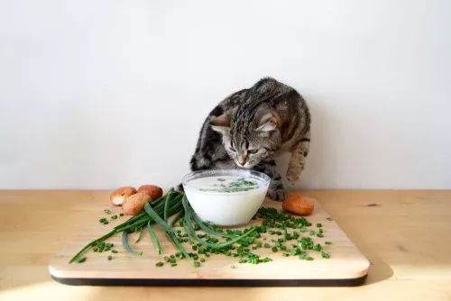 除了洋葱还有什么,除了洋葱还有什么可以除味