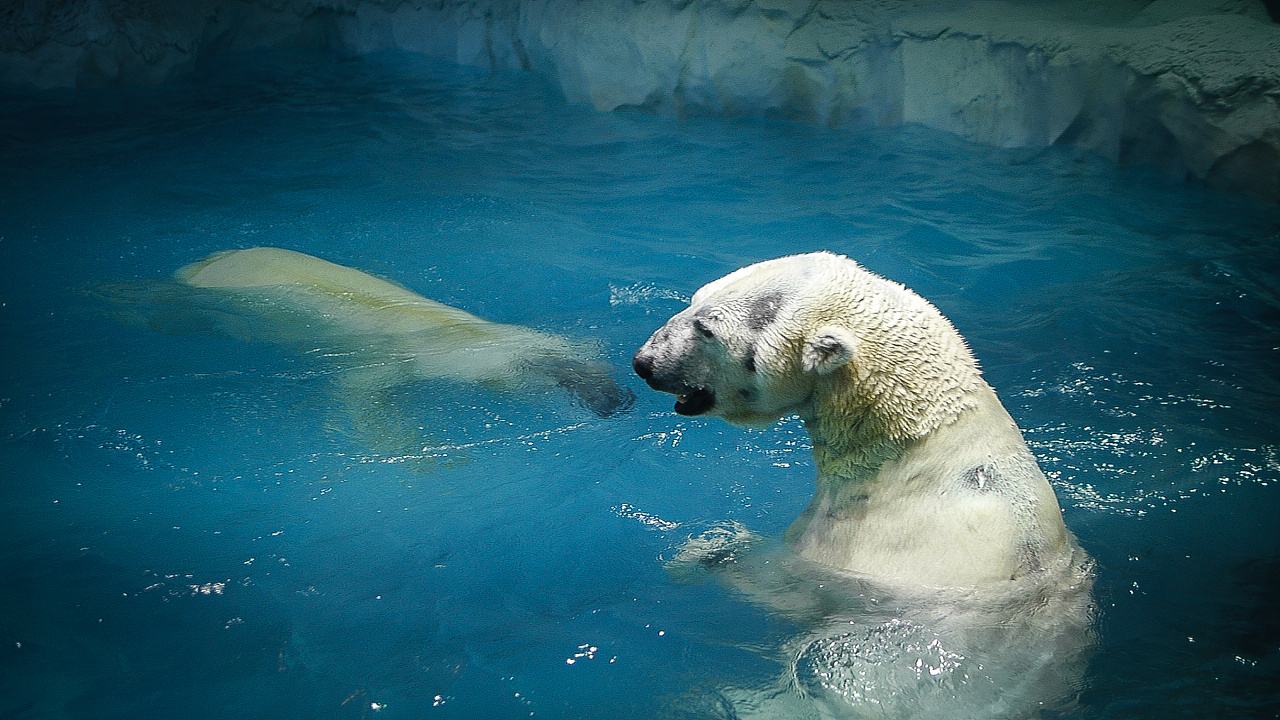 珠海长隆海洋王国企鹅馆北极熊馆,珠海长隆企鹅海洋王国攻略