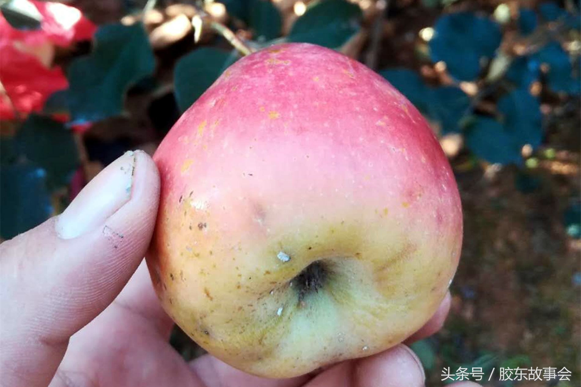 山东烟台海阳朱吴镇红富士苹果,山东海阳皇家牌红富士